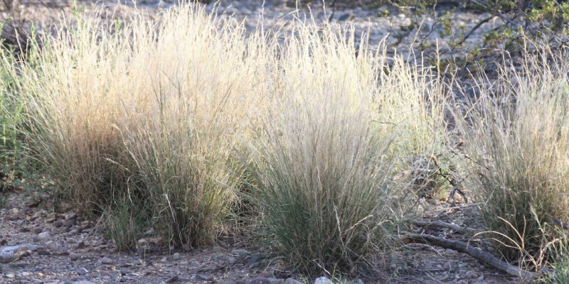 Buffel grass clusters thriving in arid desert terrain, demonstrating competition against native vegetation