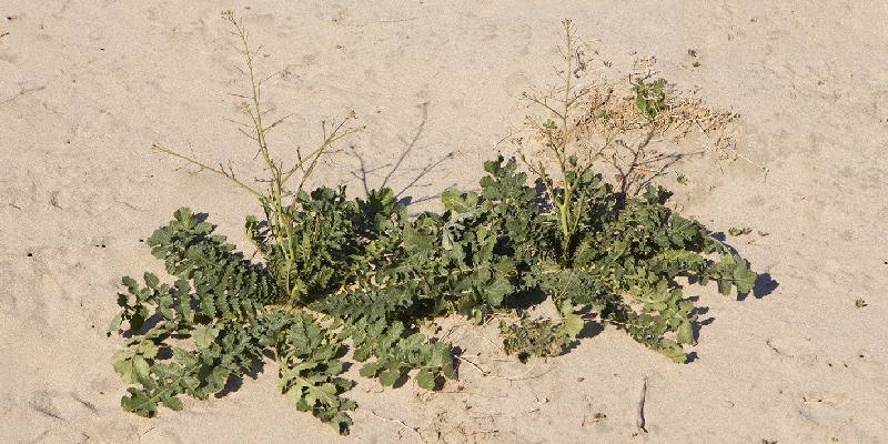 Sahara mustard plant spreading on sandy soil, an invasive species displacing native desert flora