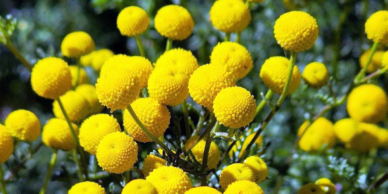 Dense cluster of yellow stinknet flowers, an invasive weed causing ecological disruptions in natural habitats